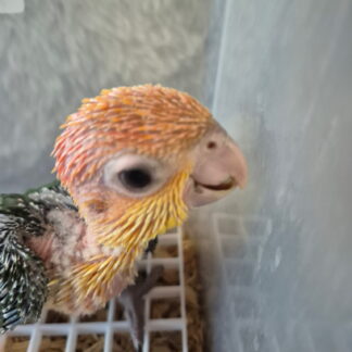 White Belly Caique Parrot Babies