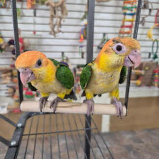 White Belly Caique Parrot Babies