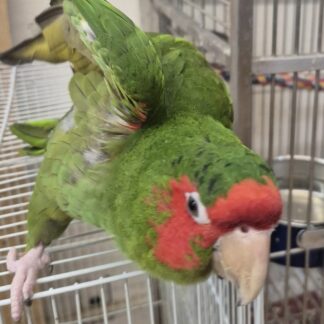 Mitred Conure Parrot- tame