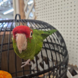 Cherry Headed Conure Parrot- 2026 Hatch