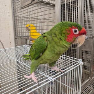 Mitred Conure Parrot