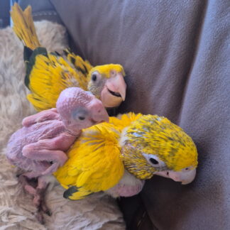 Golden Conure Parrot Babies August 2026 Hatch