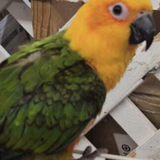 Jenday Conure Parrots - 2026 Hatch